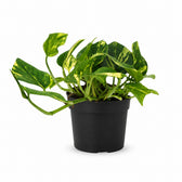 Scindapsus Njoy Gold - 25cm im Kulturtopf