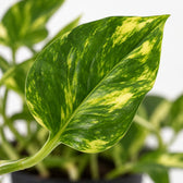 Scindapsus Njoy Gold, Nahaufnahme Blatt