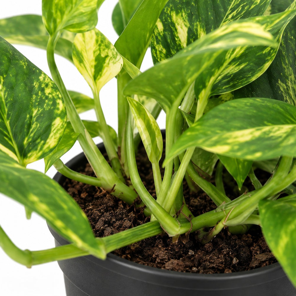Scindapsus Njoy Gold, Nahaufnahme Wuchs und Triebansatz