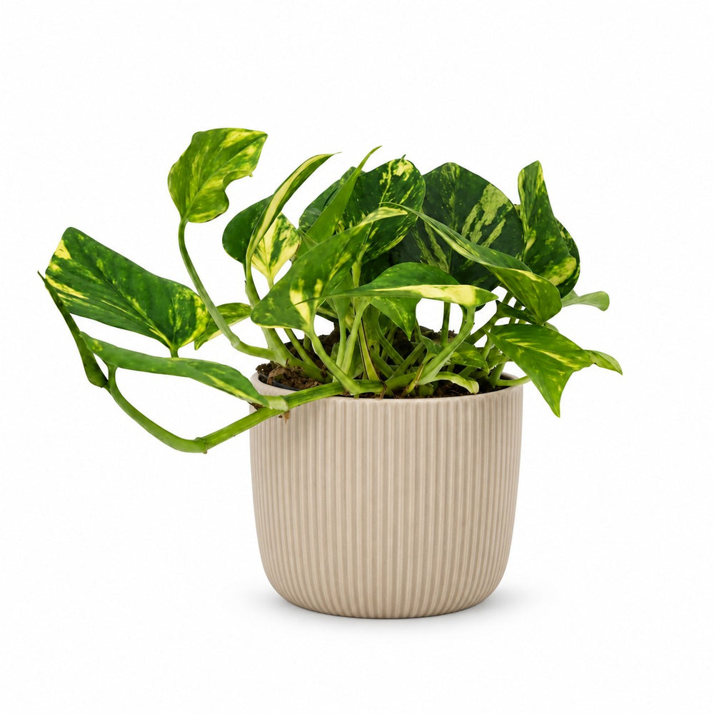 Scindapsus Njoy Gold - 25cm, Stylingbeispiel im Übertopf (Übertopf nicht enthalten)