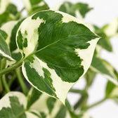 Scindapsus N’Joy, Nahaufnahme Blatt