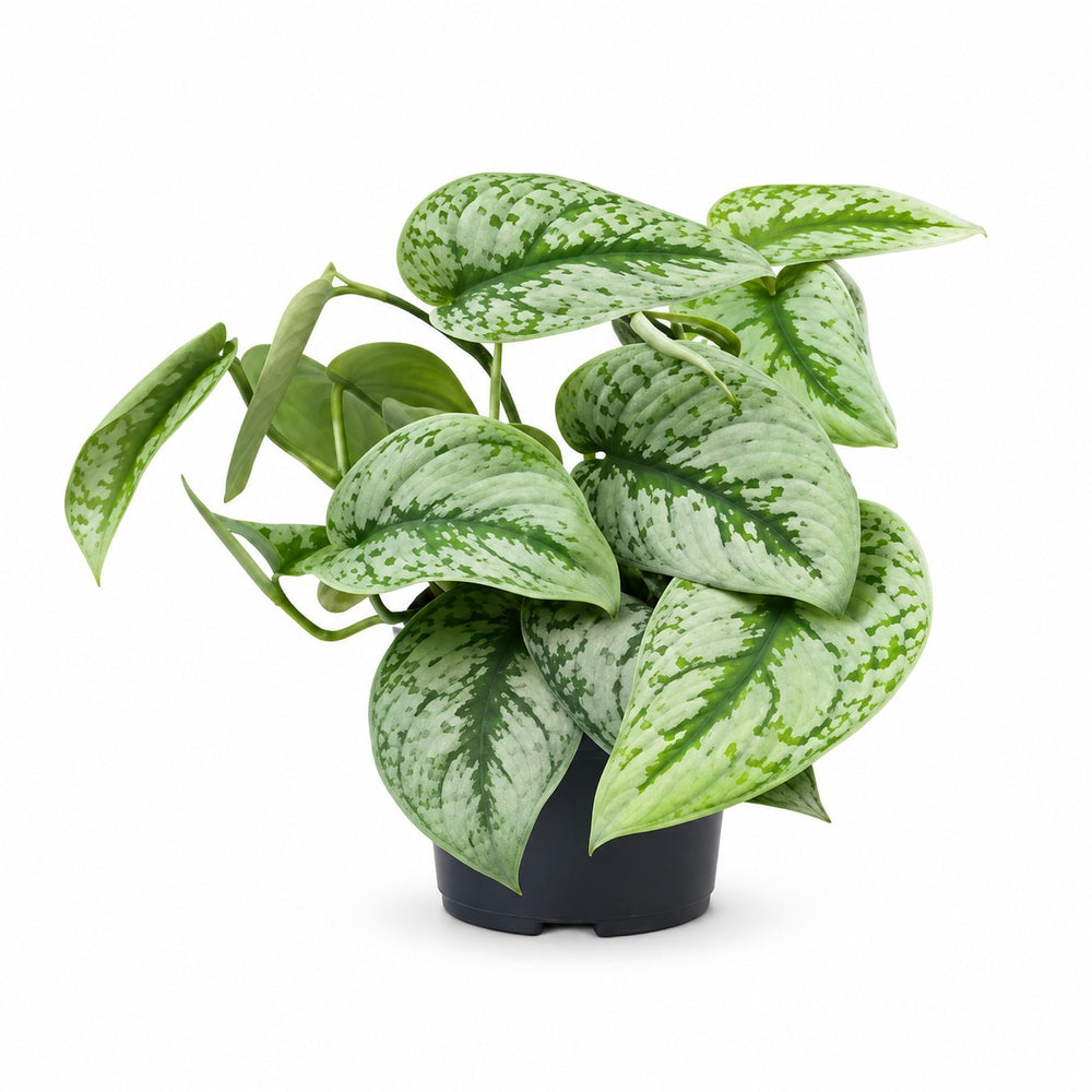 Scindapsus Pictus Trebie (15cm, Ø15cm) im Kulturtopf