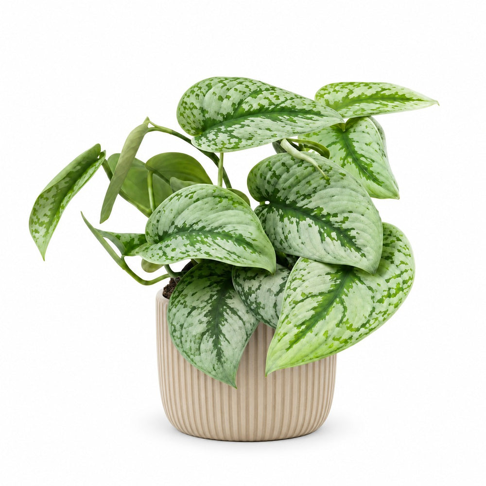 Scindapsus Pictus Trebie (15cm, Ø15cm), Stylingbeispiel im Übertopf (Übertopf nicht enthalten)