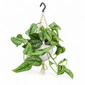 Scindapsus Pictus Trebie (25cm, Ø15cm), Stylingbeispiel im Übertopf (Übertopf nicht enthalten)