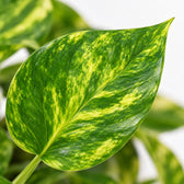 Scindapsus Pinnatum HiColor, Nahaufnahme Blatt
