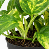 Scindapsus Pinnatum HiColor, Nahaufnahme Wuchs und Triebansatz