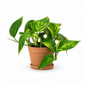 Scindapsus Pinnatum HiColor - 20cm, Stylingbeispiel im Übertopf (Übertopf nicht enthalten)