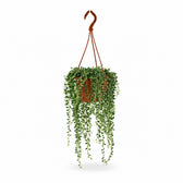 Senecio Herreianus (20cm, Ø12cm) im Kulturtopf
