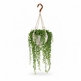 Senecio Herreianus (20cm, Ø12cm), Stylingbeispiel im Übertopf (Übertopf nicht enthalten)