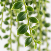 Senecio Herreianus, Nahaufnahme Blatt