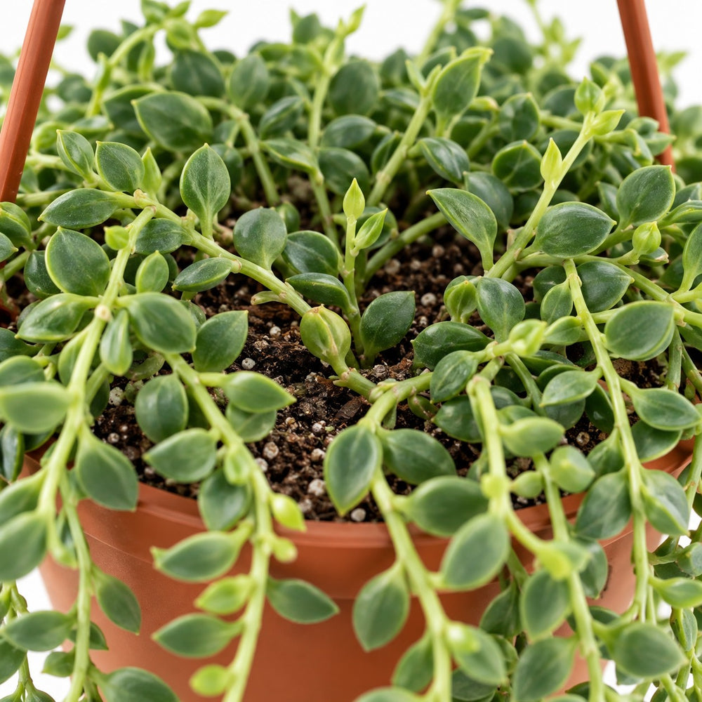 Senecio Herreianus, Nahaufnahme Wuchs und Triebansatz