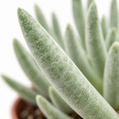 Senecio Scaposus, Nahaufnahme Blatt