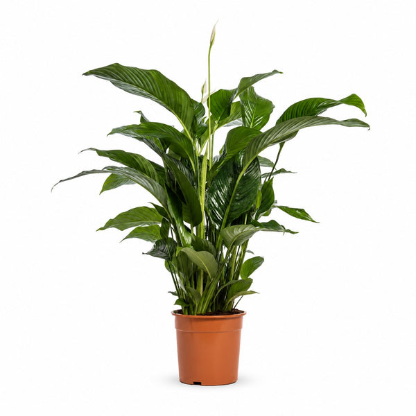 Spathiphyllum Bellini - 100cm im Kulturtopf