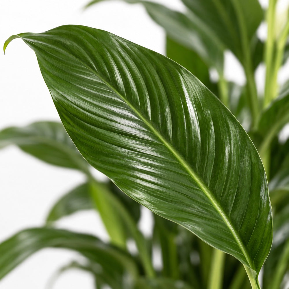 Spathiphyllum Bellini, Nahaufnahme Blatt