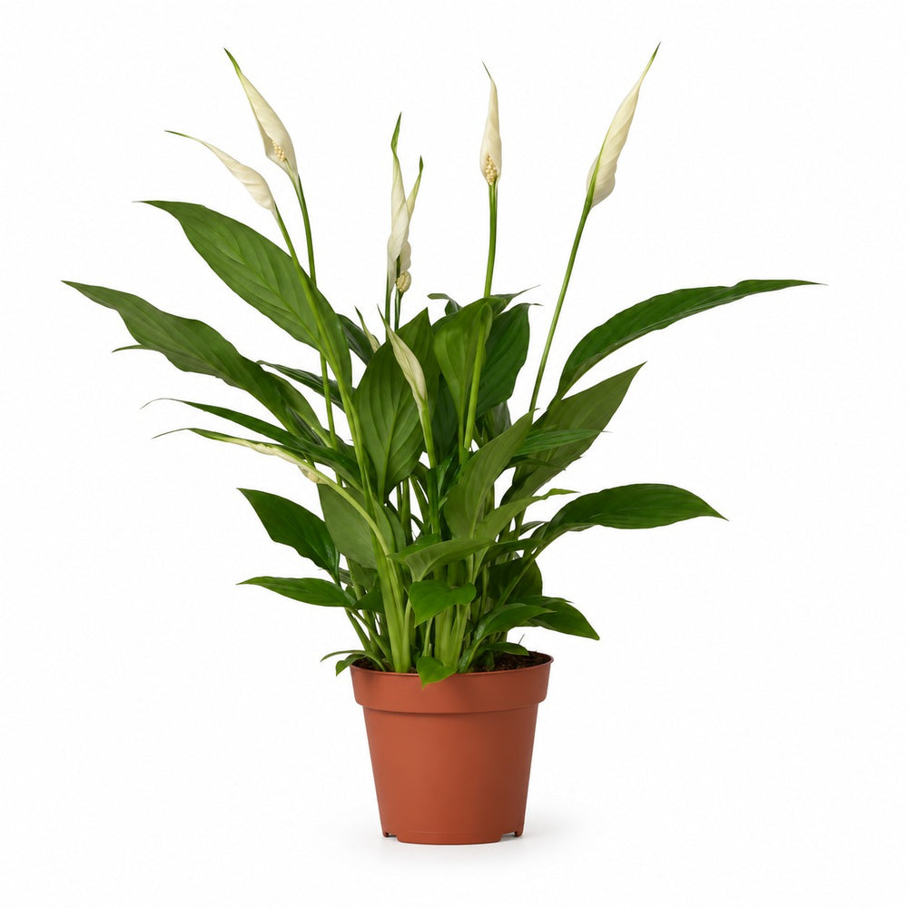 Spathiphyllum Bingo Cupido (45cm, Ø12cm) im Kulturtopf