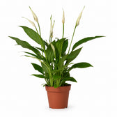 Spathiphyllum Bingo Cupido (45cm, Ø12cm) im Kulturtopf