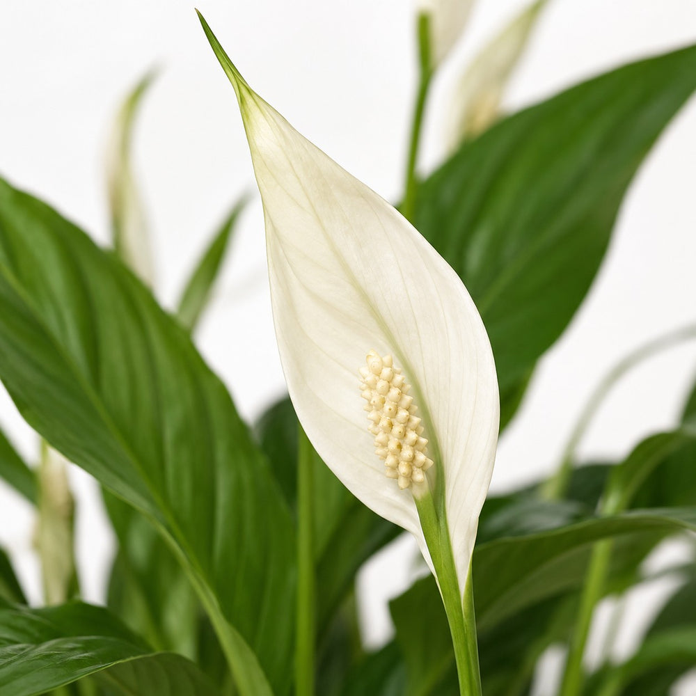 Spathiphyllum Bingo Cupido (45cm, Ø12cm), Nahaufnahme Blatt