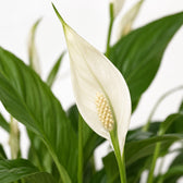 Spathiphyllum Bingo Cupido (45cm, Ø12cm), Nahaufnahme Blatt