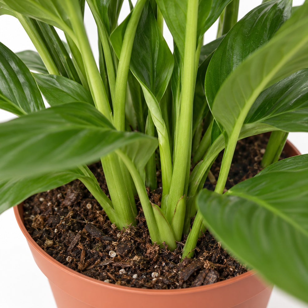 Spathiphyllum Bingo Cupido (45cm, Ø12cm), Nahaufnahme Wuchs und Triebansatz