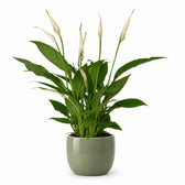 Spathiphyllum Bingo Cupido (45cm, Ø12cm), Stylingbeispiel im Übertopf (Übertopf nicht enthalten)