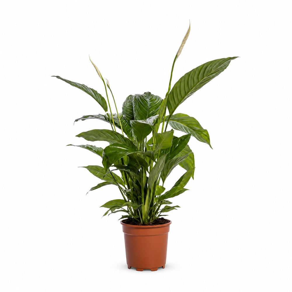 Spathiphyllum Bingo Cupido (80cm, Ø19cm) im Kulturtopf