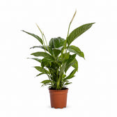 Spathiphyllum Bingo Cupido (80cm, Ø19cm) im Kulturtopf
