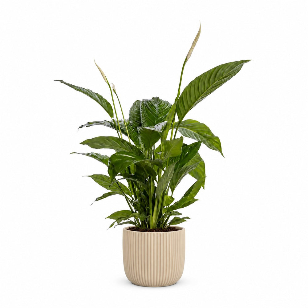 Spathiphyllum Bingo Cupido (80cm, Ø19cm), Stylingbeispiel im Übertopf (Übertopf nicht enthalten)