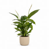 Spathiphyllum Bingo Cupido (80cm, Ø19cm), Stylingbeispiel im Übertopf (Übertopf nicht enthalten)