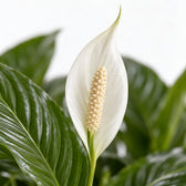 Spathiphyllum Bingo Cupido, Nahaufnahme Blatt