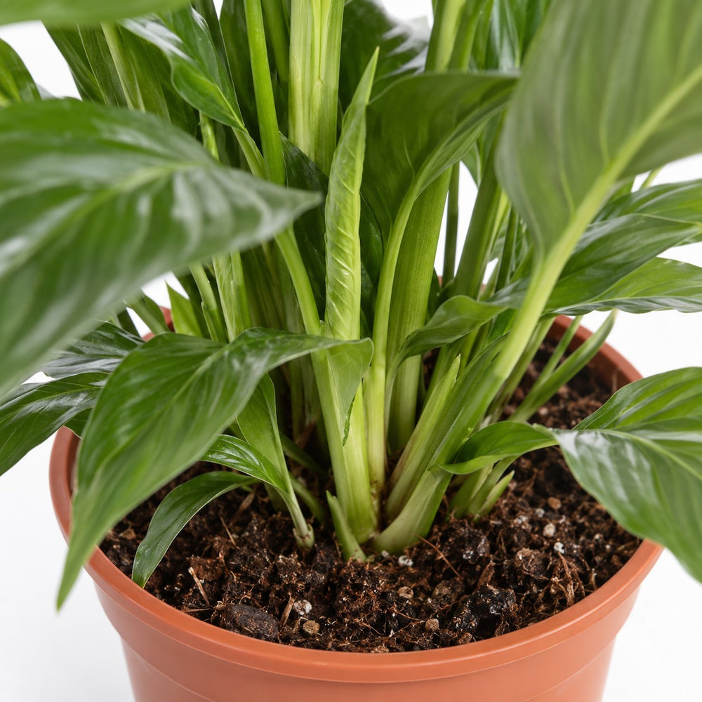 Spathiphyllum Bingo Cupido, Nahaufnahme Wuchs und Triebansatz