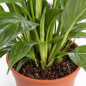 Spathiphyllum Bingo Cupido, Nahaufnahme Wuchs und Triebansatz