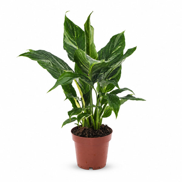 Spathiphyllum Diamond - 40cm im Kulturtopf
