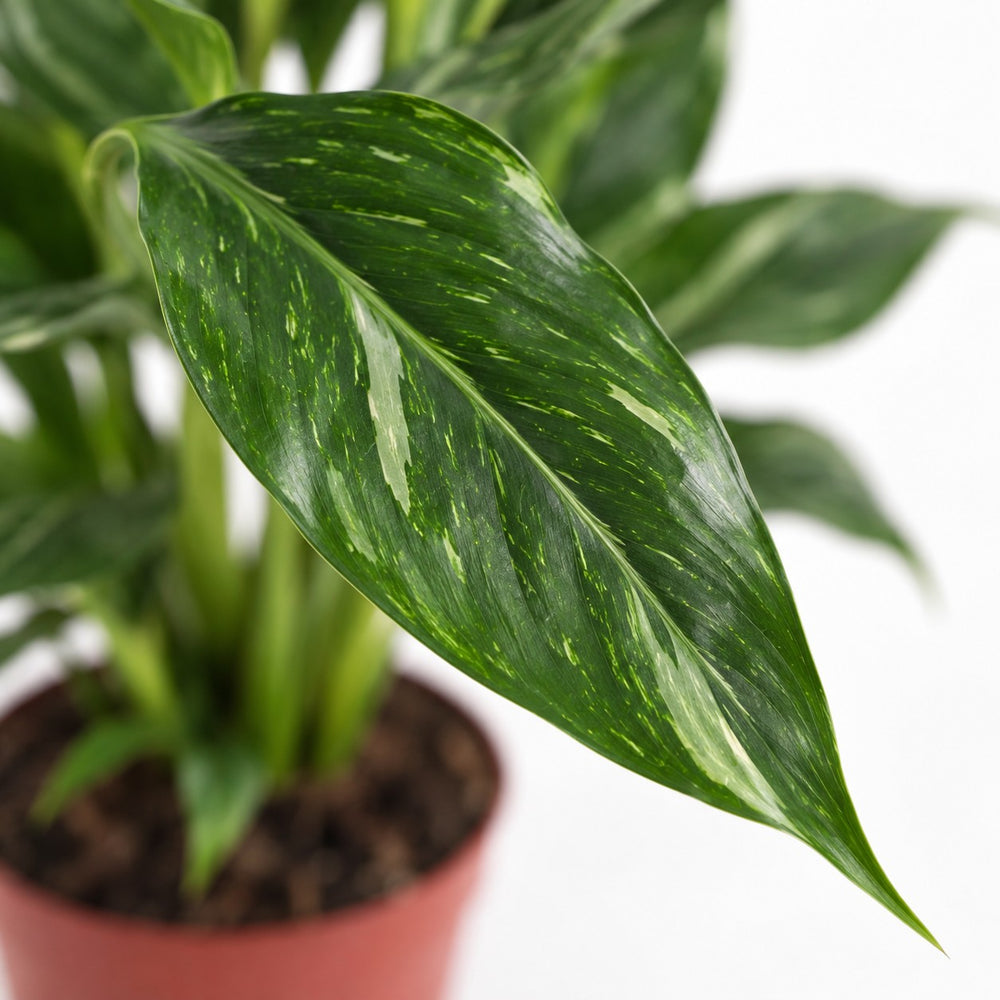Spathiphyllum Diamond, Nahaufnahme Blatt