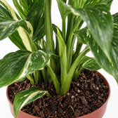 Spathiphyllum Diamond, Nahaufnahme Wuchs und Triebansatz