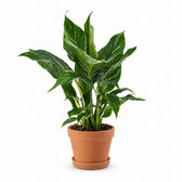 Spathiphyllum Diamond - 40cm, Stylingbeispiel im Übertopf (Übertopf nicht enthalten)