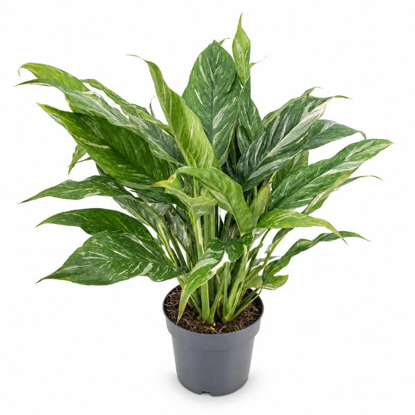 Spathiphyllum Diamond Variegata - 55cm im Kulturtopf
