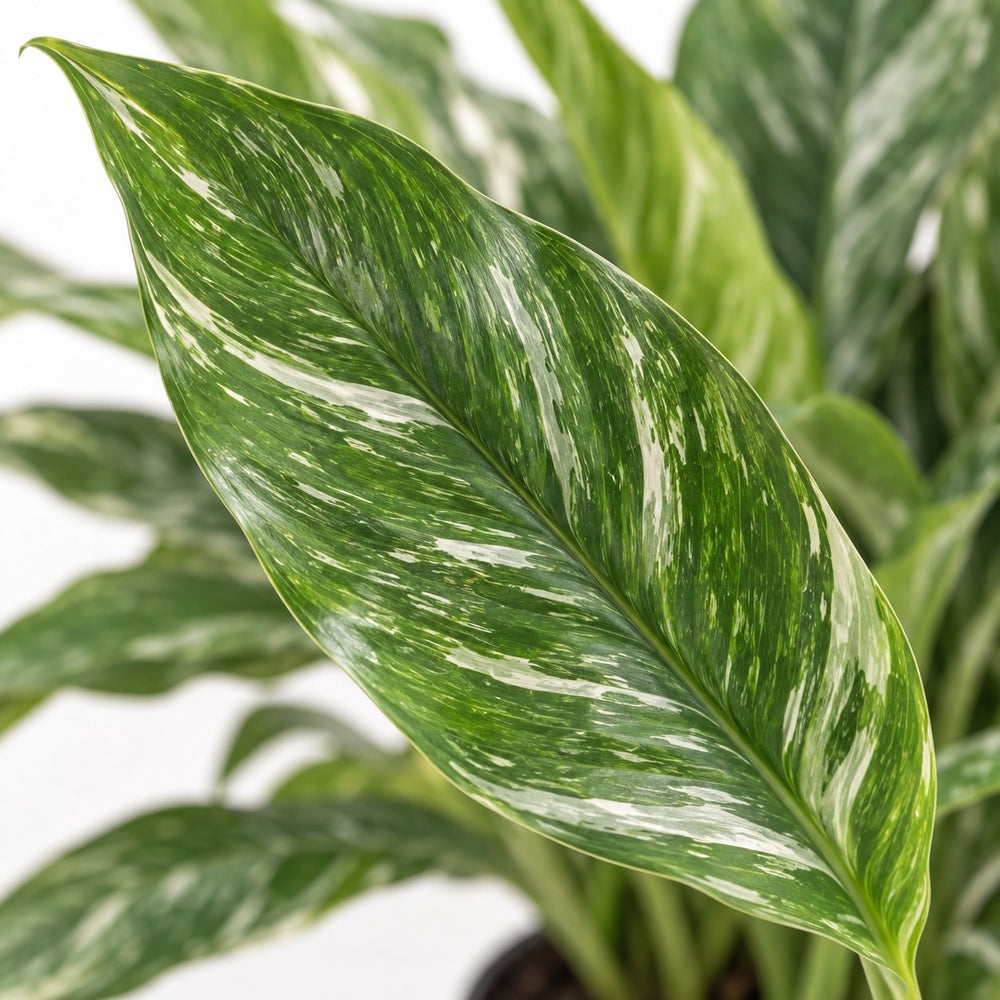 Spathiphyllum Diamond Variegata, Nahaufnahme Blatt