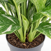 Spathiphyllum Diamond Variegata, Nahaufnahme Wuchs und Triebansatz