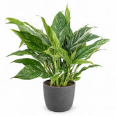 Spathiphyllum Diamond Variegata - 55cm, Stylingbeispiel im Übertopf (Übertopf nicht enthalten)