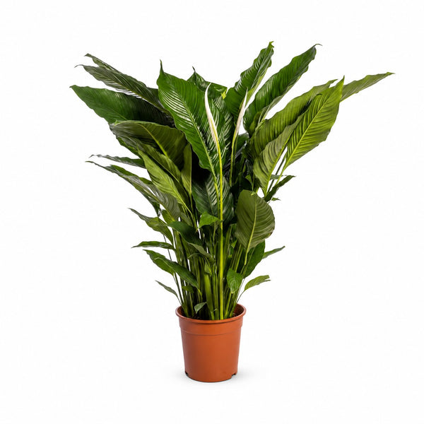 Spathiphyllum Sweet Sebastiano - 110cm im Kulturtopf