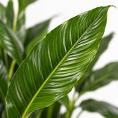 Spathiphyllum Sweet Sebastiano, Nahaufnahme Blatt