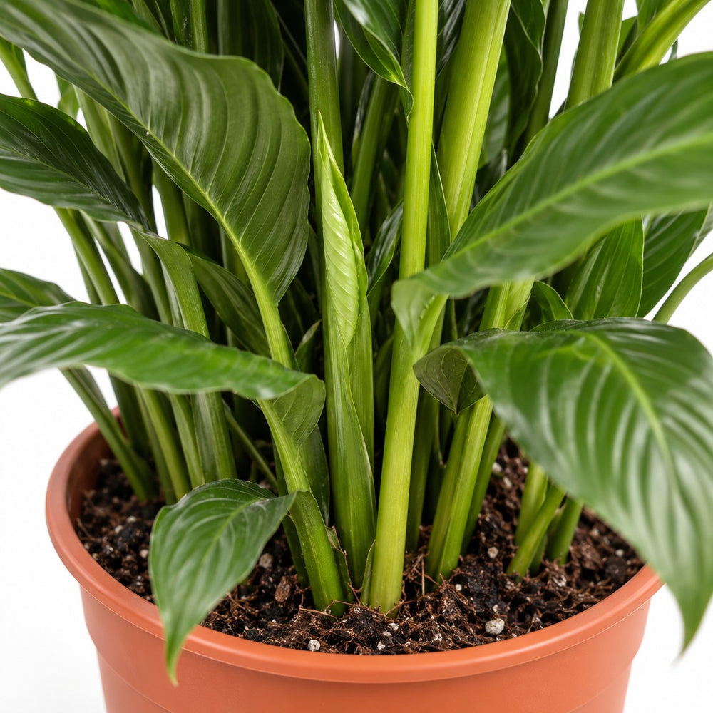 Spathiphyllum Sweet Sebastiano, Nahaufnahme Wuchs und Triebansatz