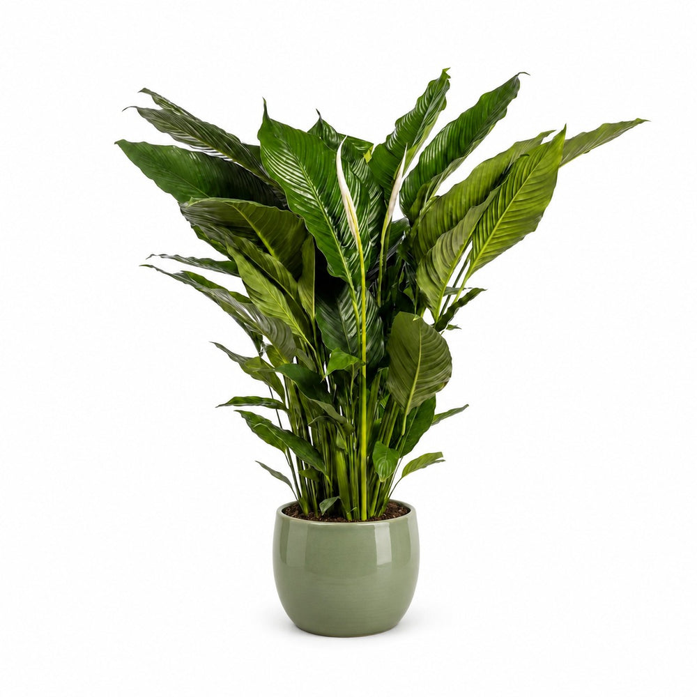 Spathiphyllum Sweet Sebastiano - 110cm, Stylingbeispiel im Übertopf (Übertopf nicht enthalten)