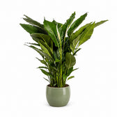 Spathiphyllum Sweet Sebastiano - 110cm, Stylingbeispiel im Übertopf (Übertopf nicht enthalten)