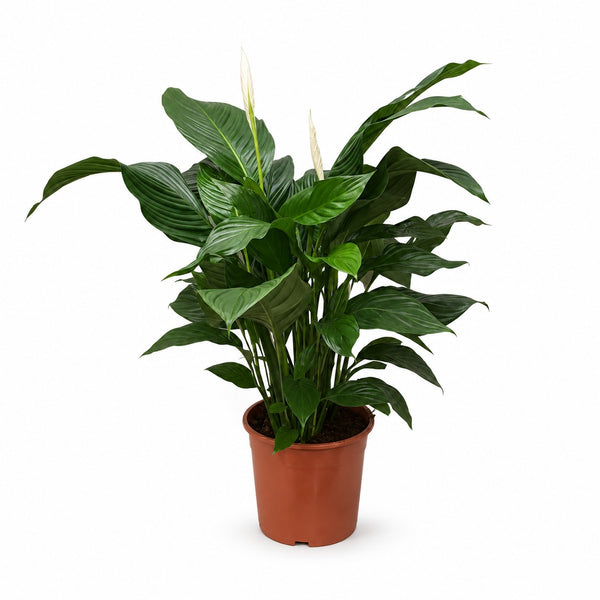 Spathiphyllum Sweet Silvana - 80cm im Kulturtopf