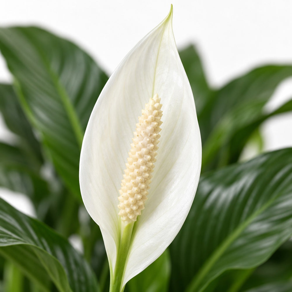 Spathiphyllum Sweet Silvana, Nahaufnahme Blatt