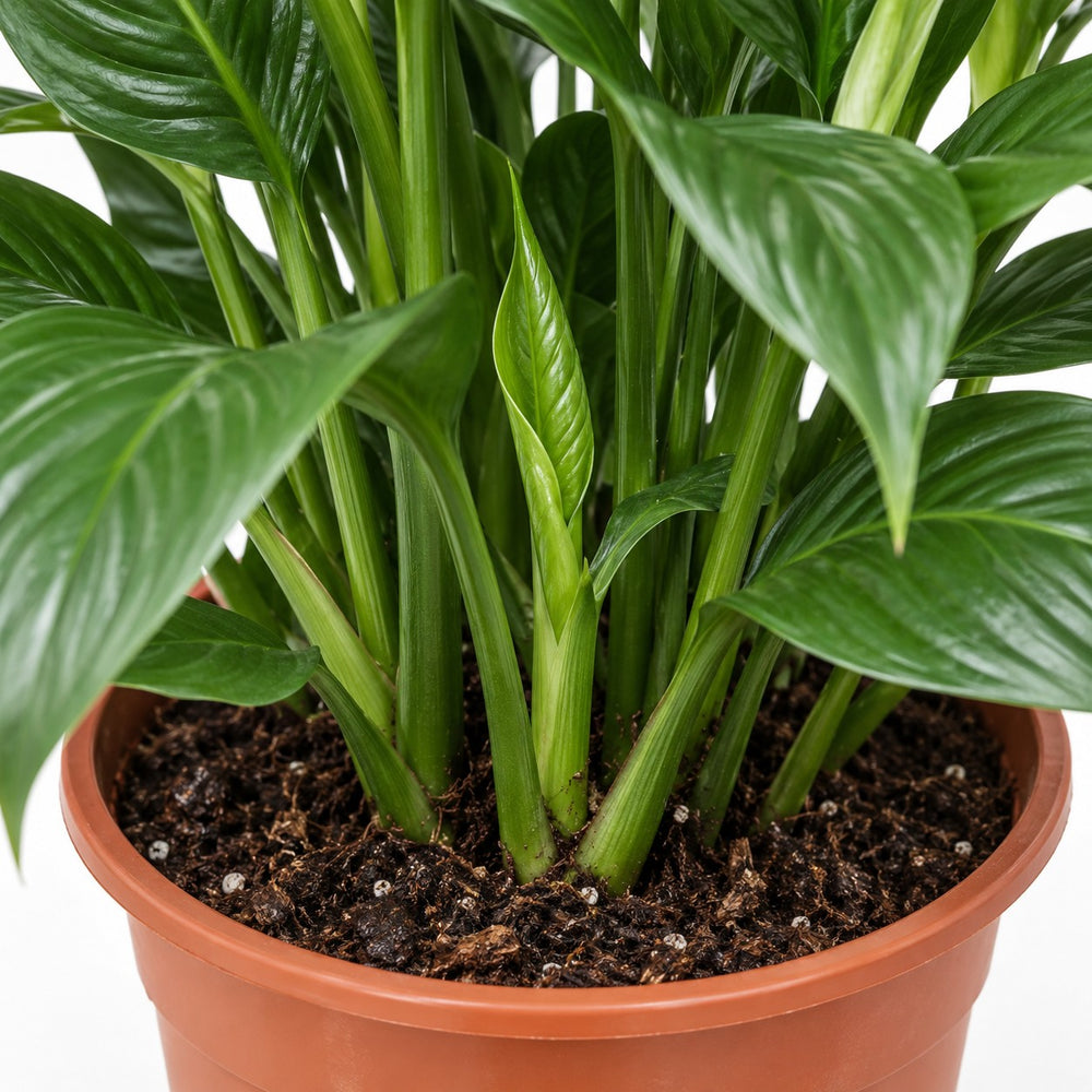 Spathiphyllum Sweet Silvana, Nahaufnahme Wuchs und Triebansatz