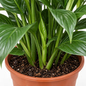 Spathiphyllum Sweet Silvana, Nahaufnahme Wuchs und Triebansatz