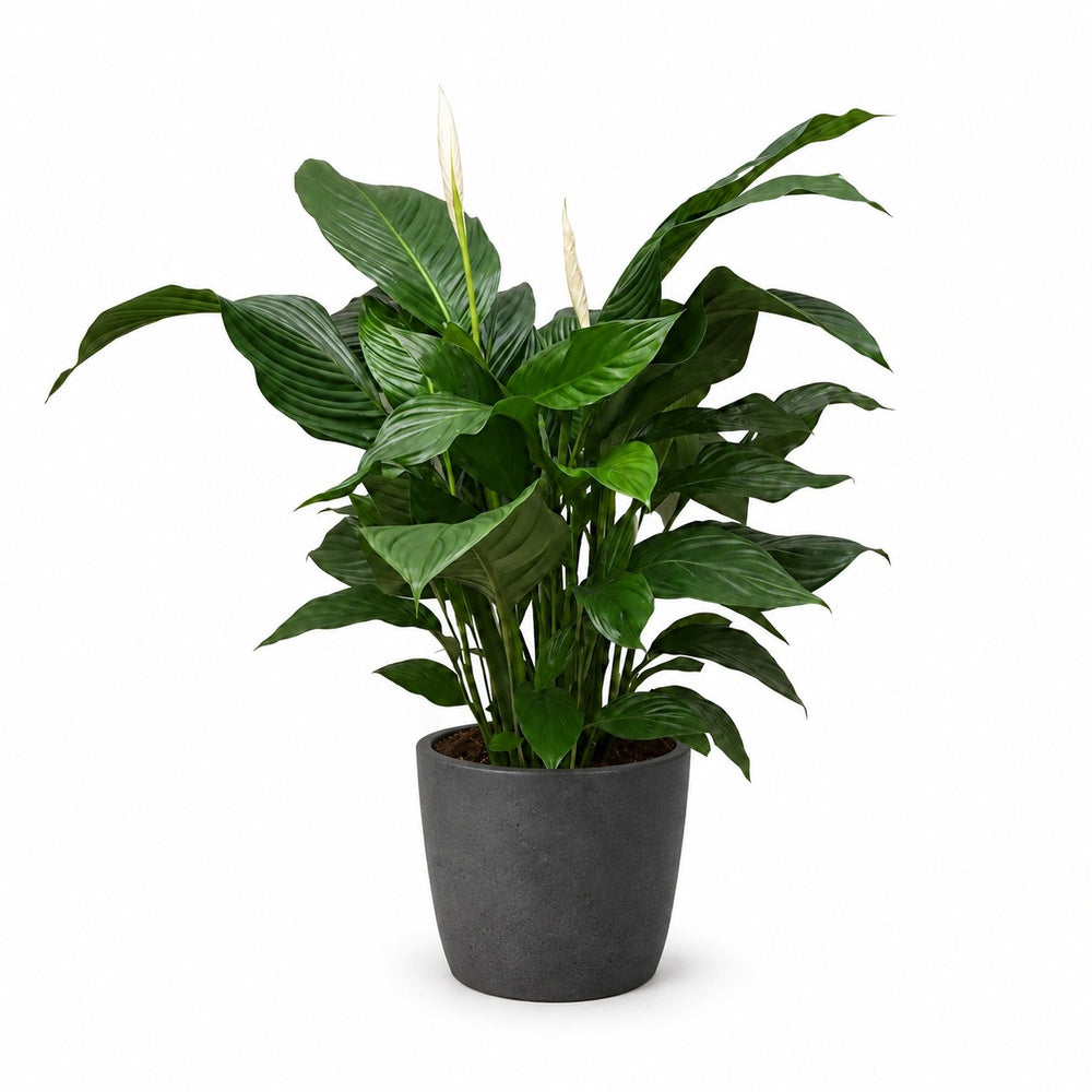 Spathiphyllum Sweet Silvana - 80cm, Stylingbeispiel im Übertopf (Übertopf nicht enthalten)