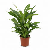 Spathiphyllum Torelli - 65cm im Kulturtopf